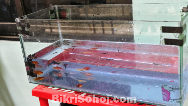 মাছের একুরিয়াম